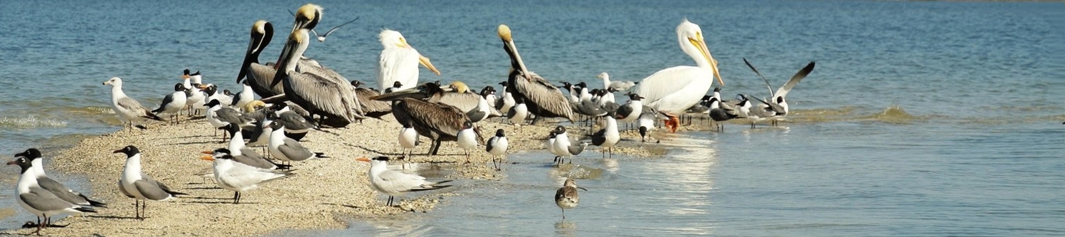 Candace Wheeler, Mississippi Author